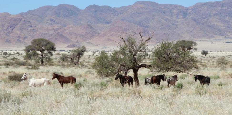 African Safari Tours &#038; Holidays, Namibia Safari Tours