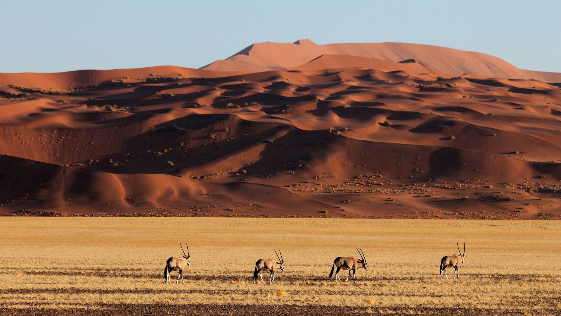 Why Choose Namibia if you want to do a Photographic Tour?, Namibia Safari Tours