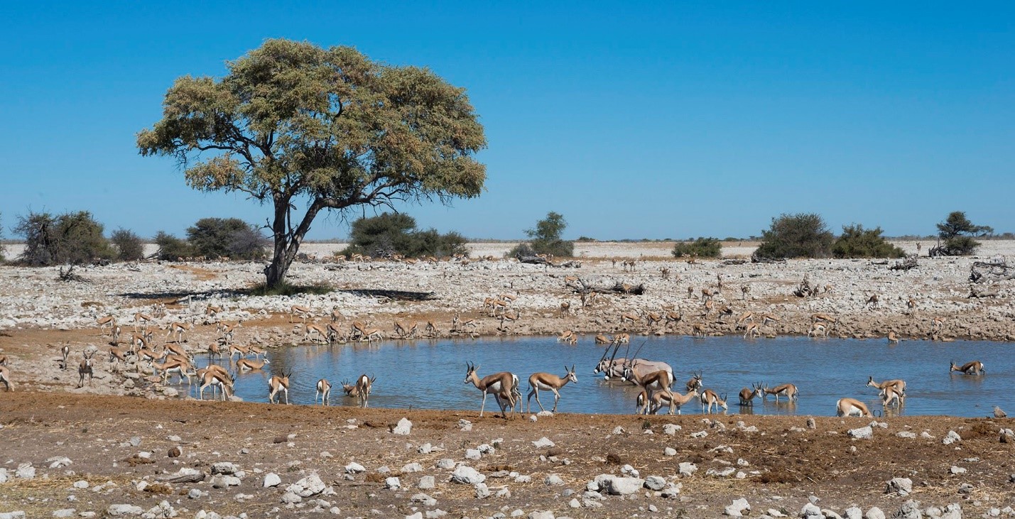 WILDLIFE AT ETOSHA NATIONAL PARK IN 2024, Namibia Safari Tours