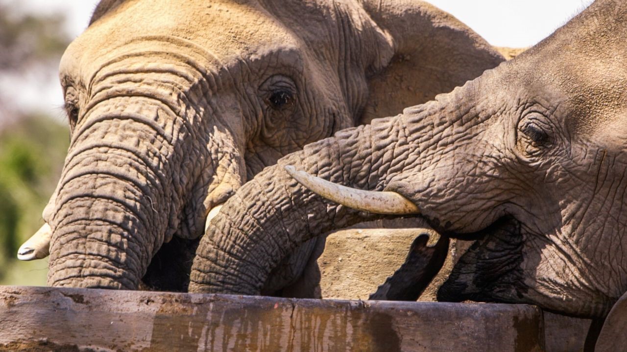 ENDANGERED ELEPHANTS OF (NAMIBIA) IN 2023, Namibia Safari Tours