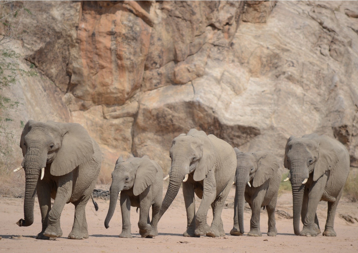 ENDANGERED ELEPHANTS OF (NAMIBIA) IN 2023, Namibia Safari Tours