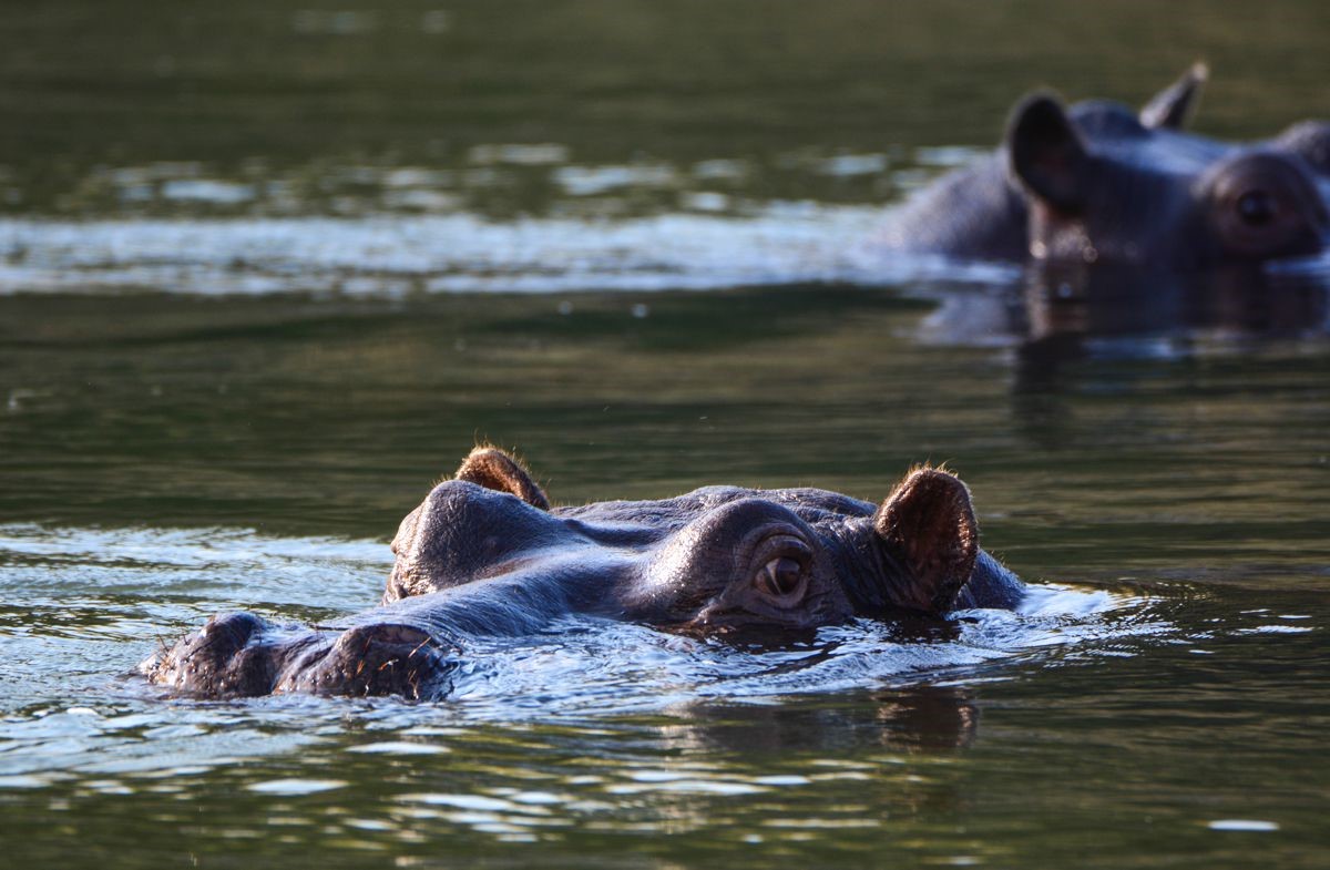 CAPRIVI, THE HOME OF THE HIPPOS (NAMIBIA), Namibia Safari Tours