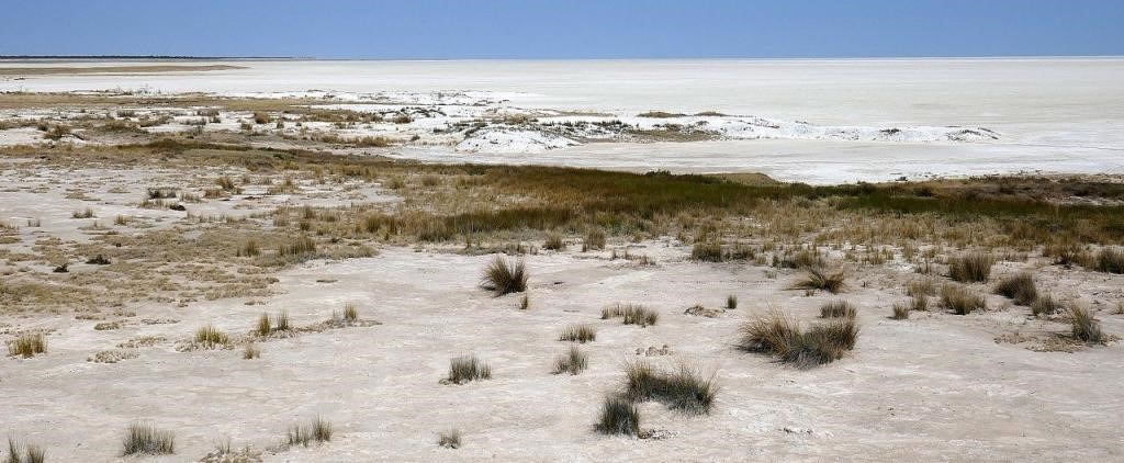 WILDLIFE AT ETOSHA NATIONAL PARK IN 2024, Namibia Safari Tours