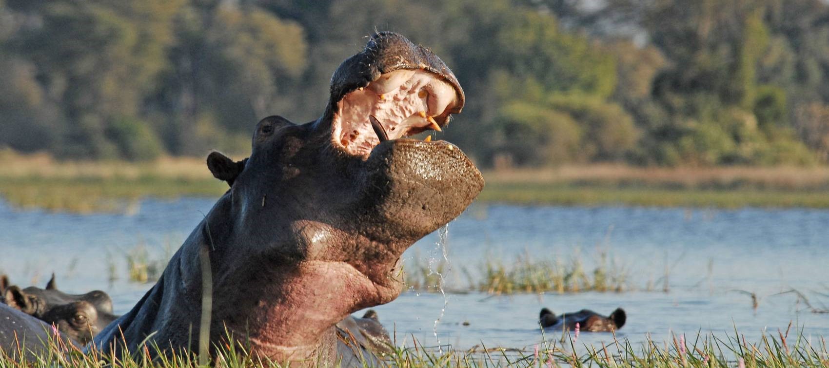 CAPRIVI, THE HOME OF THE HIPPOS (NAMIBIA), Namibia Safari Tours