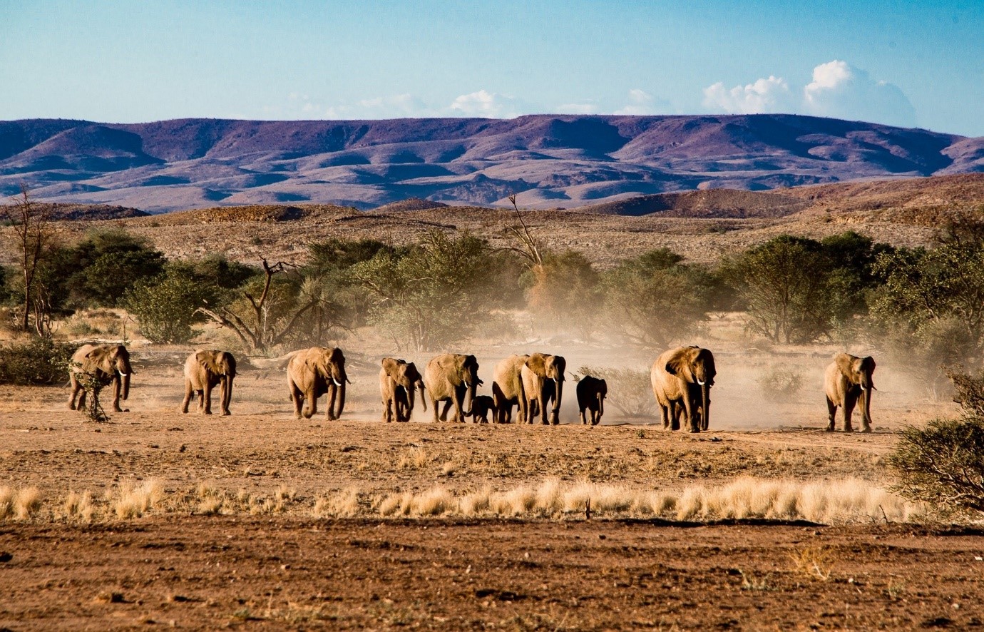 Game Drives in Namibia, Namibia Safari Tours