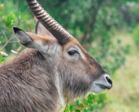 Waterbuck: The Aquatic Antelope of Africa