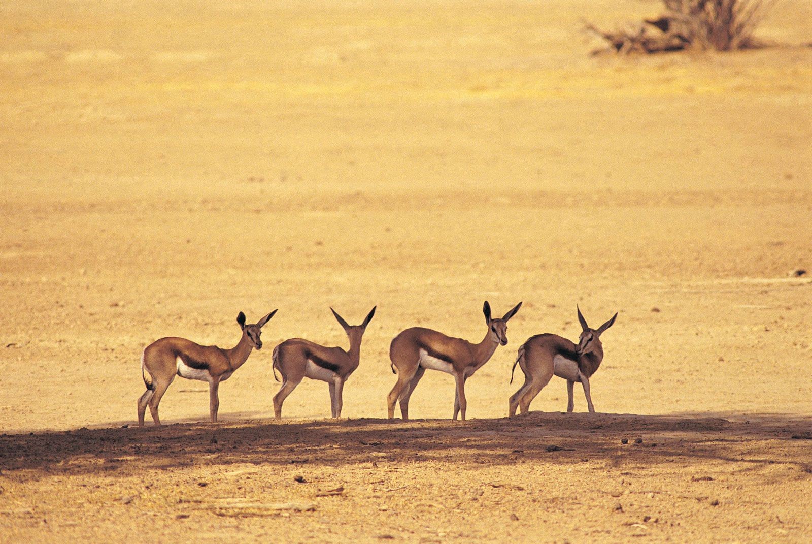 African Safari Tours &#038; Holidays, Namibia Safari Tours