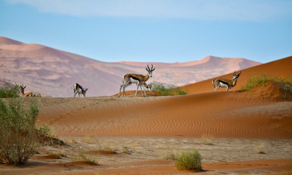 The Incredible Kalahari Desert 2024, Namibia Safari Tours