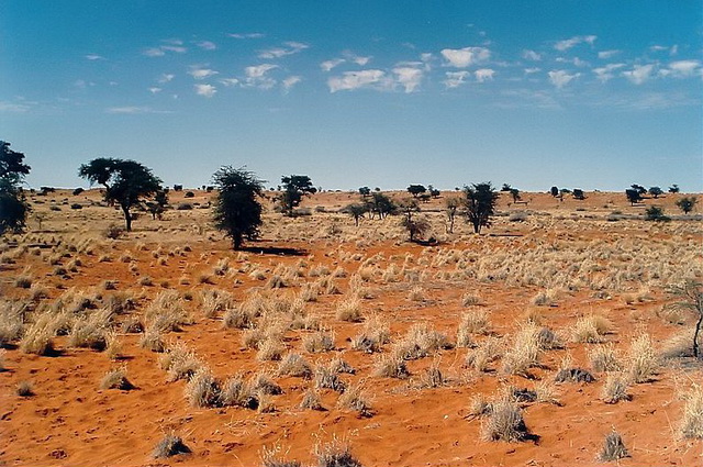 The Incredible Kalahari Desert 2024, Namibia Safari Tours