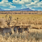 Tarangire National Park (Tanzania)