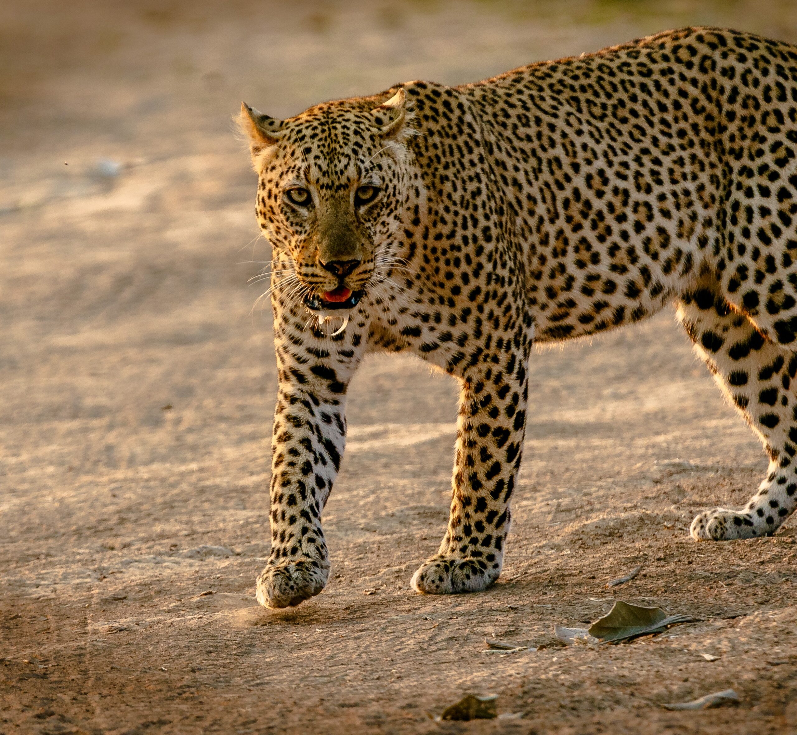 Unveiling the Majesty: Embark on an African Adventure to Witness the Big 5 in Action!, Namibia Safari Tours