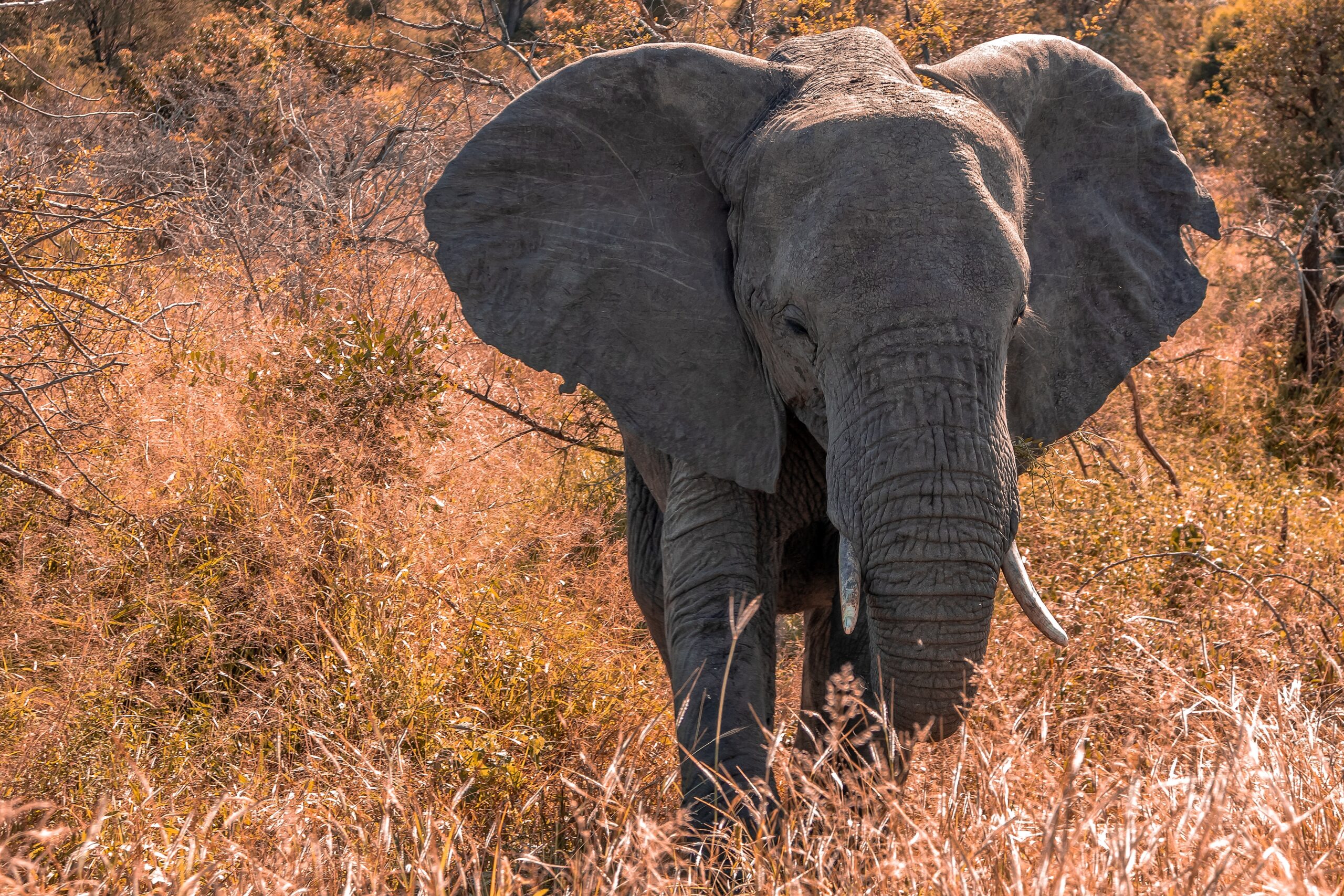 Unveiling the Majesty: Embark on an African Adventure to Witness the Big 5 in Action!, Namibia Safari Tours